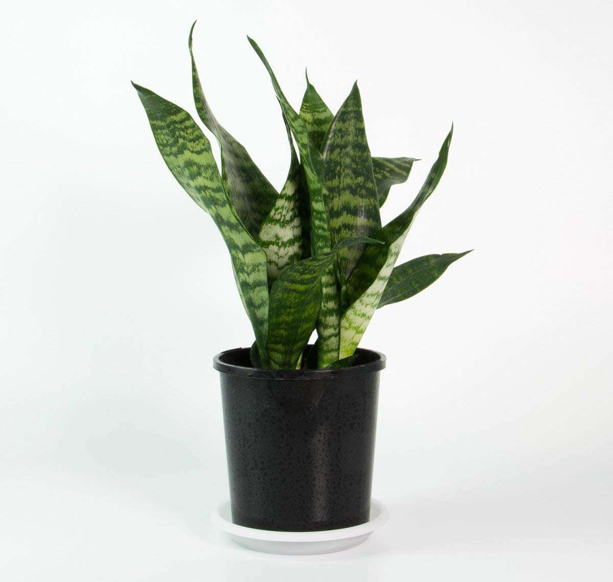 PMK E Store Snake Plant Green Dwarf Air Purifier Oxygen Supplier 3