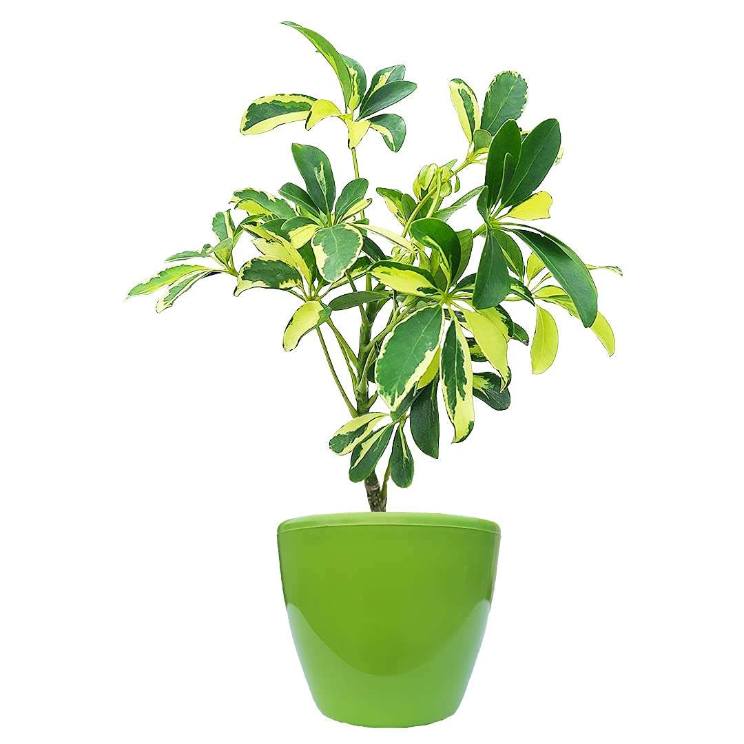 HN Organics Schefflera Variegated Plant with Pot (Terracota Pot) 6