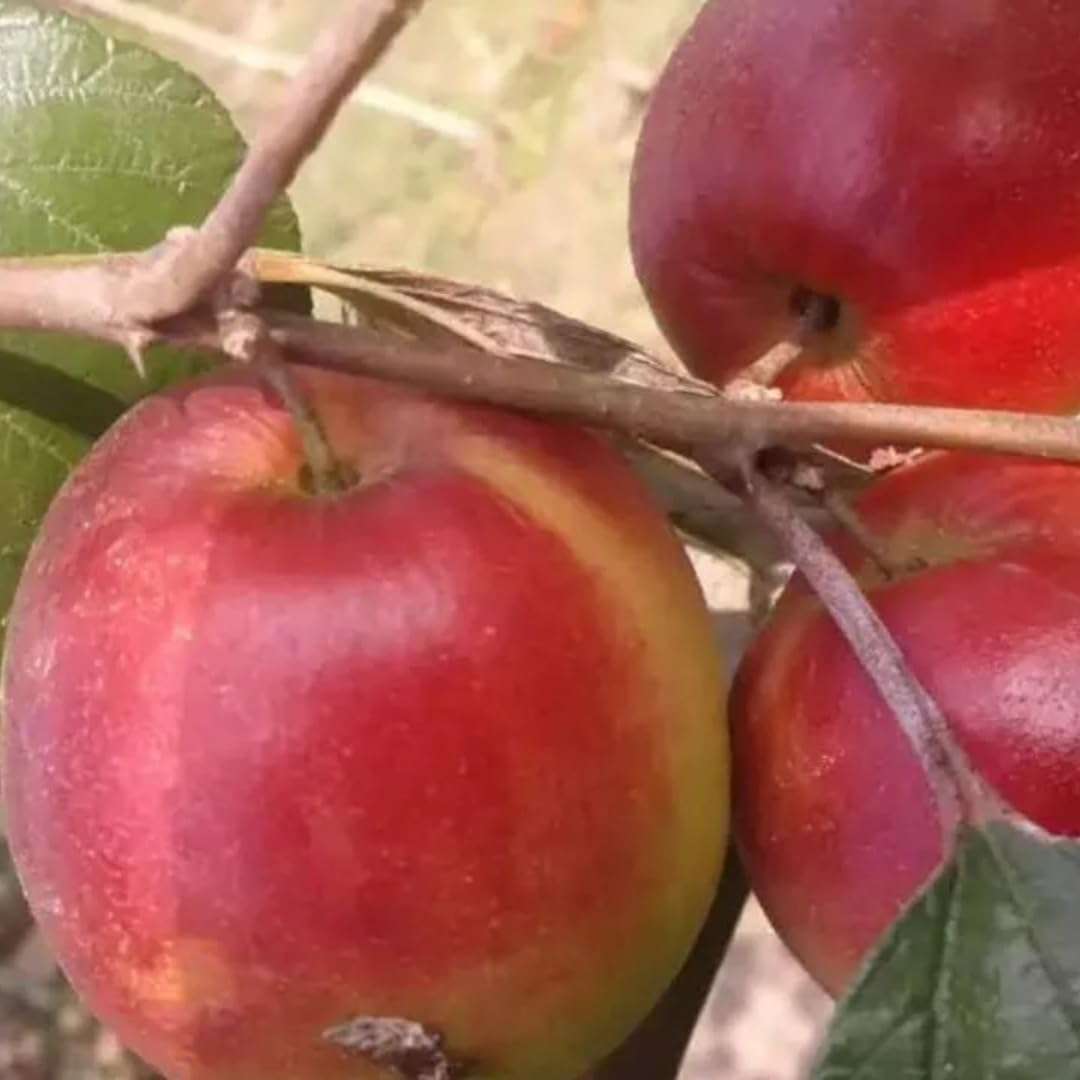 Nursery Live Rare Apple Ber Fruit/Jujube Fruit (" Kashmiri, Grafted Hybrid) Exotic 1 Live Fruit Plant 3