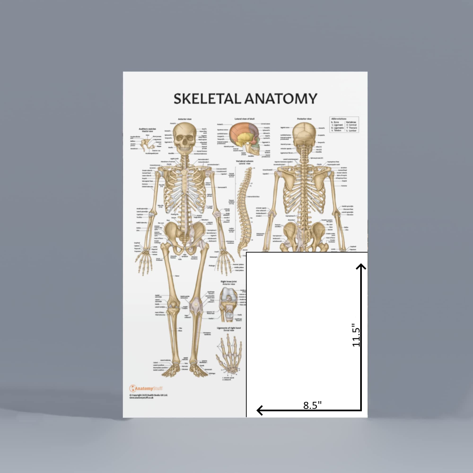 Anatomy Lab Skeletal System Poster, 17.3 x 22.5 Inches, Laminated, Anatomically Accurate, Wall Art for Home Office, Classroom, Fitness Studio 6