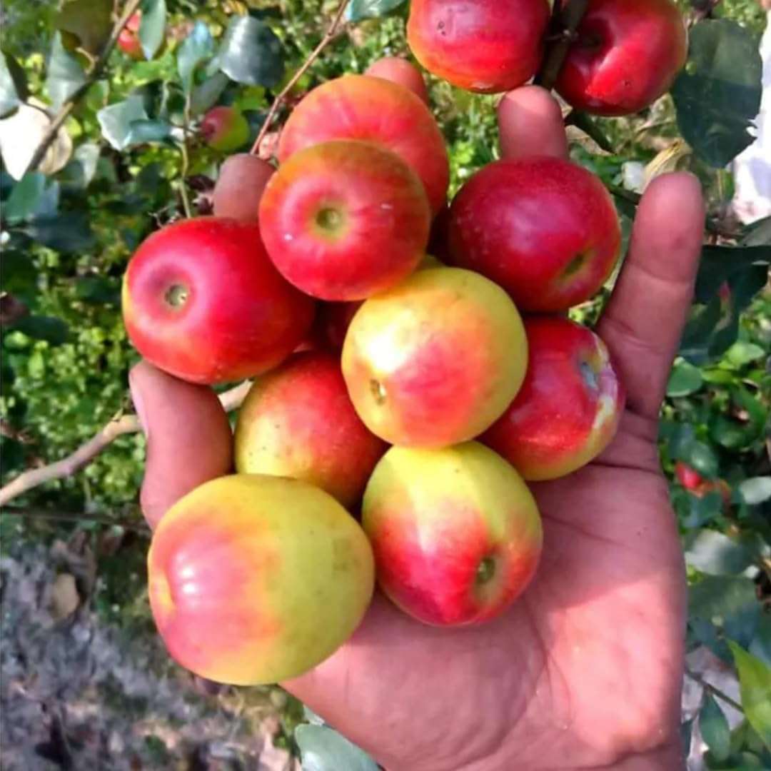 Nursery Live Rare Apple Ber Fruit/Jujube Fruit (" Kashmiri, Grafted Hybrid) Exotic 1 Live Fruit Plant 4