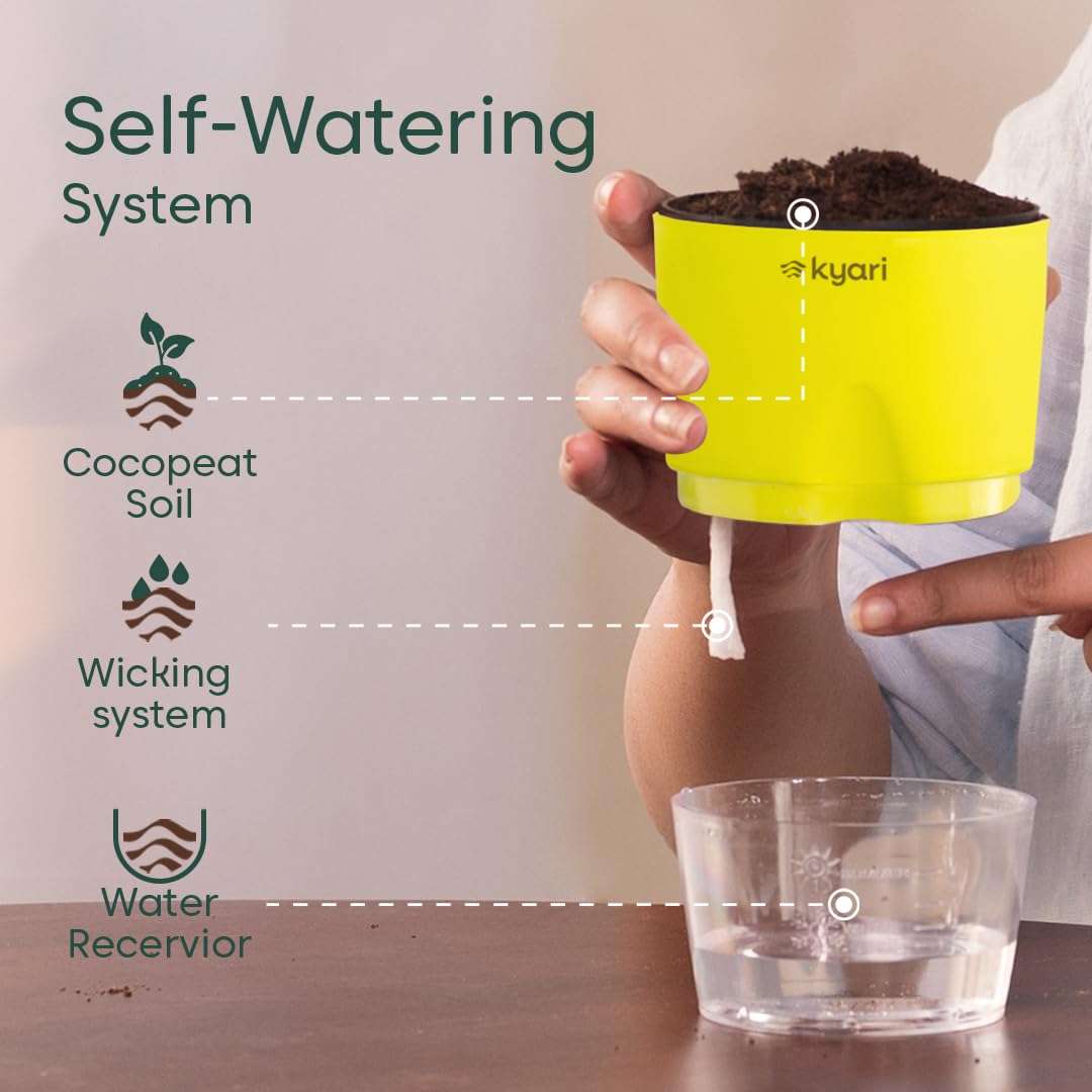 KYARI Peace Lily Indoor Plants for Living Room | Live Plants | Plants with Green Self Watering Pot for Home | Air purifier plants | Plants for Home Decor | Plants for Garden & bedroom 6