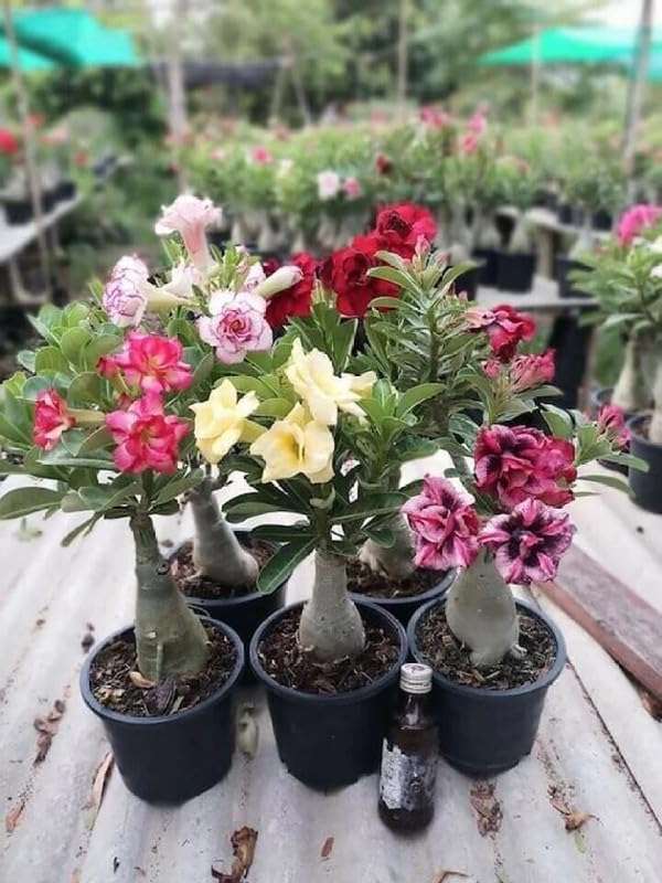 Adenium Plant live Combo Without Pot Bosnai Multi Petal Desert Rose (Set of 5 Plants) | (Combo) | BSWS_06 1