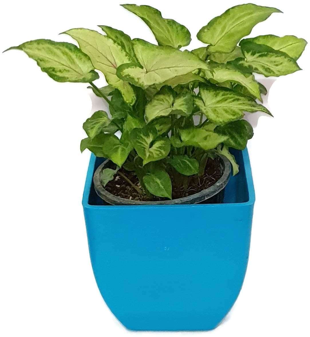 Grun Decorative Variegated Green Syngonium - Air Purifying Oxygen Providing Indoor Plant 3