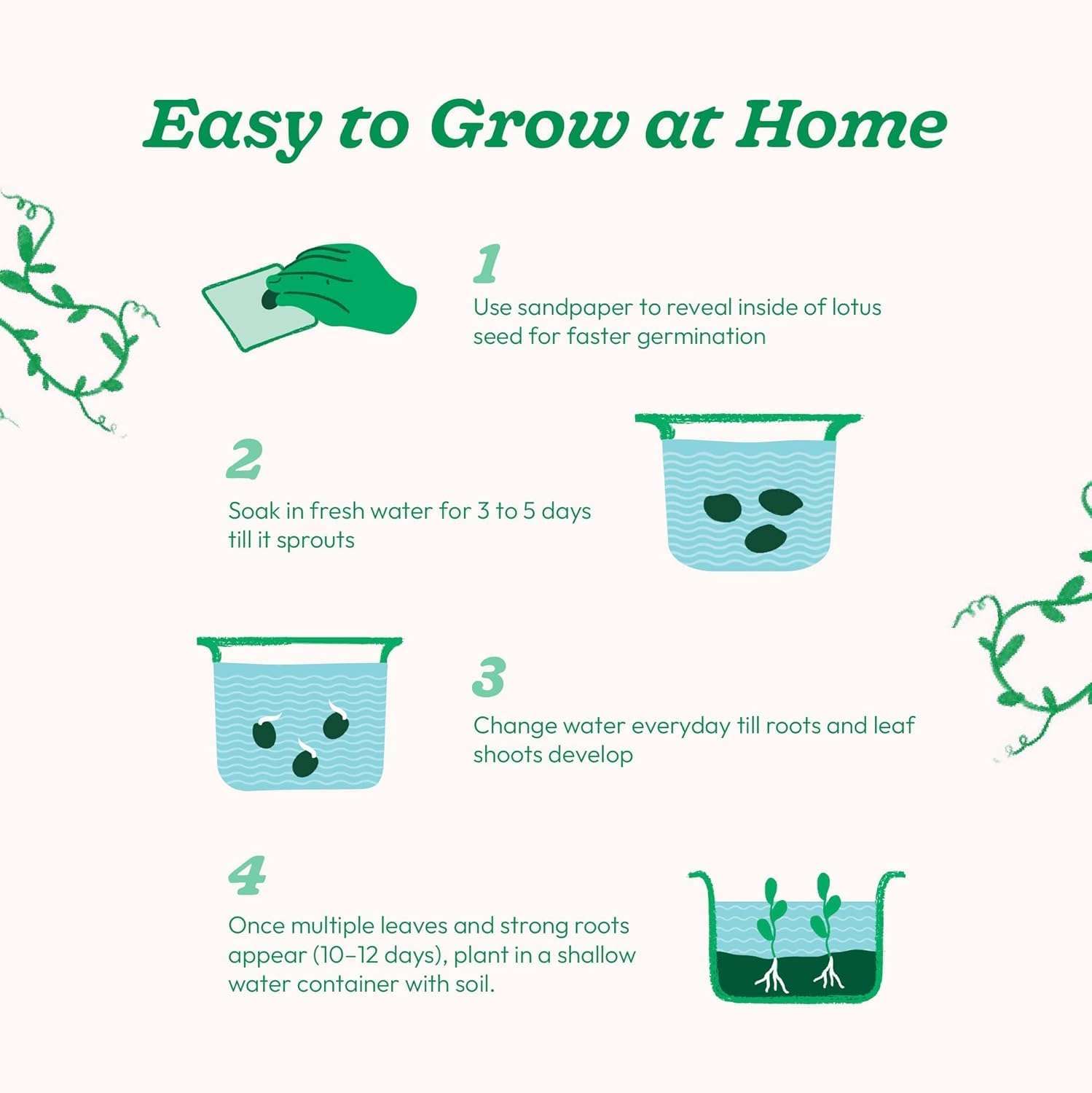 Ugaoo Lotus Seeds for Planting with Sandpaper - Pack of 20 Seeds | High-Germination Lotus Seeds for Planting in Water, Home Garden & Ponds 4