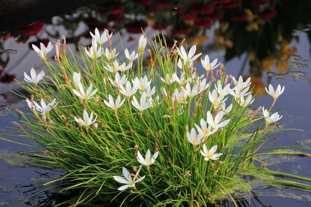 OhhSome Zephyranthes Candida (White) Gardening Plant Live (Healthy Live Plant) 5