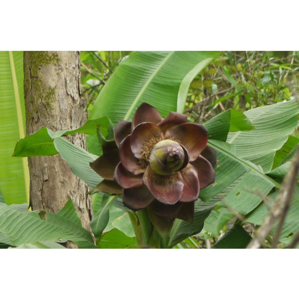 OhhSome Kalluvazha (Ensete Superbum) Fruit Plant Exotic Live (Healthy Live Plant)