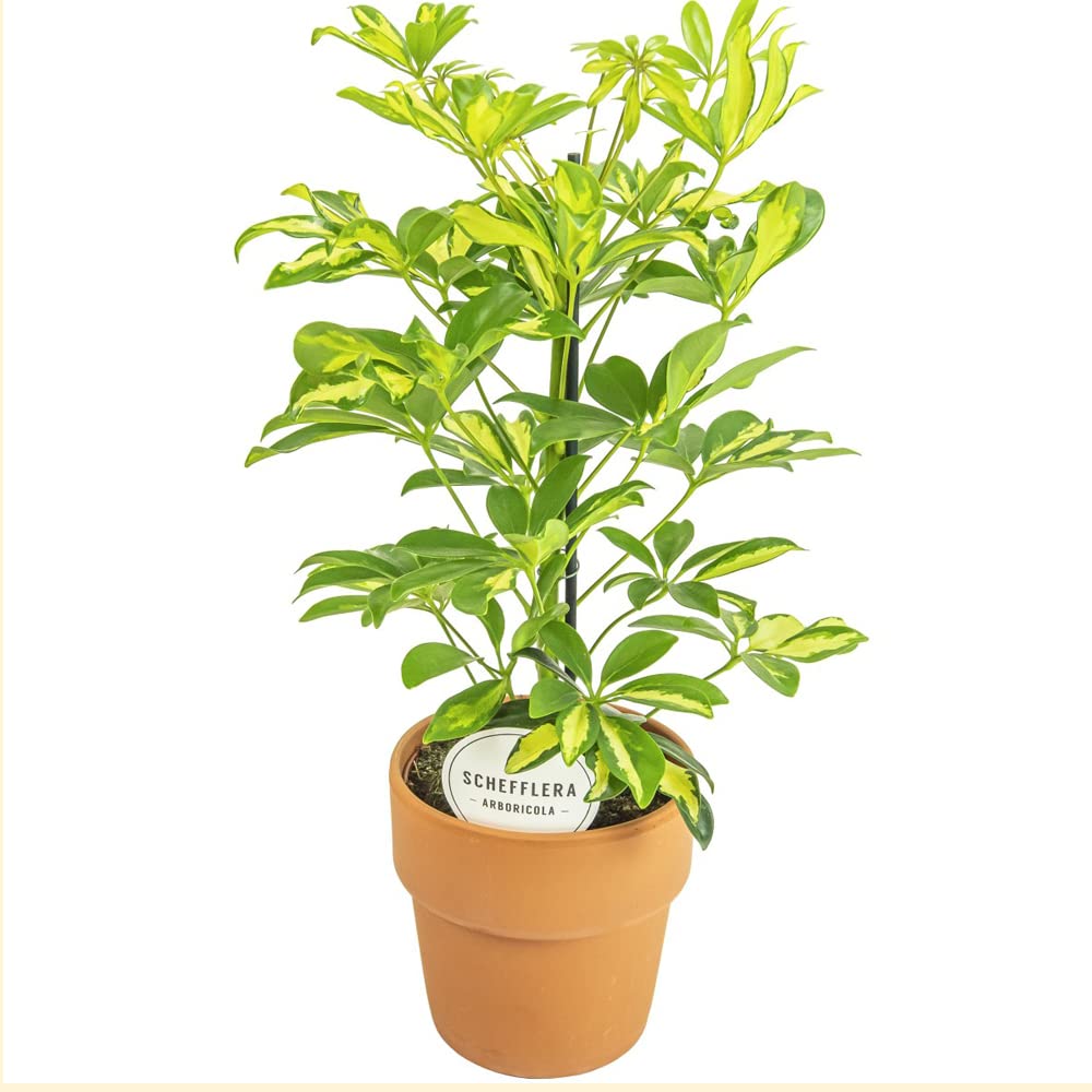 Delorea live Sheffera plant, Beautiful indoor plant for glowing decor look around garden and indoor