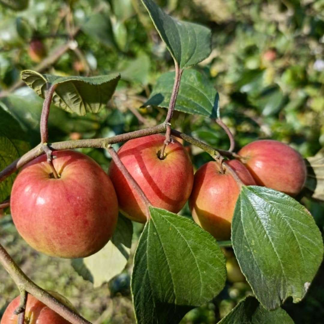 Nursery Live Rare Apple Ber Fruit/Jujube Fruit (" Kashmiri, Grafted Hybrid) Exotic 1 Live Fruit Plant 2