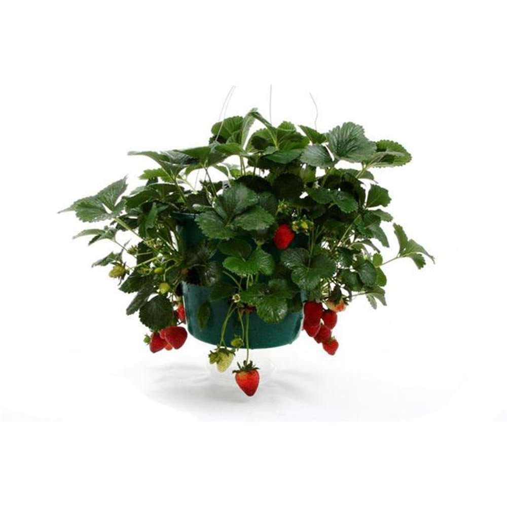 Futaba Hanging Strawberry Seeds - 500 Pcs 3