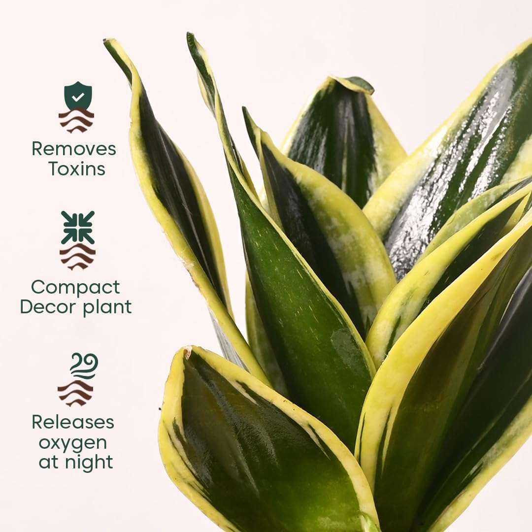 KYARI Combo of 4 Money Variegated, Golden Money, Golden Snake & Jade Plants for Home Decor with Cream Self Watering Pot - Small 4 inch 6