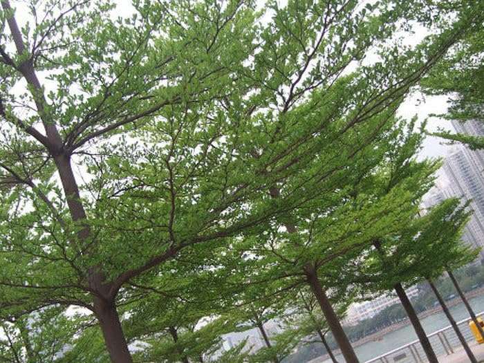 Creative Farmer Terminalia Mentalis Chinese Mantaly - Outdoor Ornamental Tree (Best Shade & Tree) Green 3