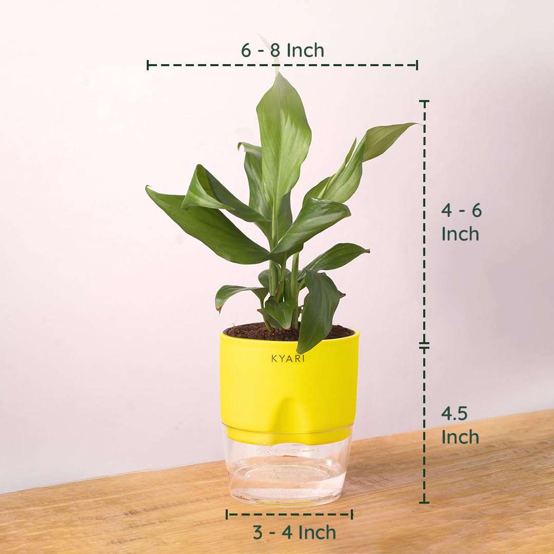 KYARI Peace Lily Indoor Plants for Living Room | Live Plants | Plants with Green Self Watering Pot for Home | Air purifier plants | Plants for Home Decor | Plants for Garden & bedroom 4