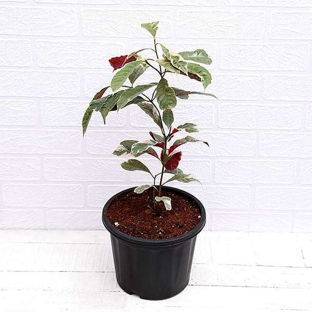 Ohhsome Excoecaria Indoor Plant Combo (Chinese Croton) (Healthy Live Plant) 1