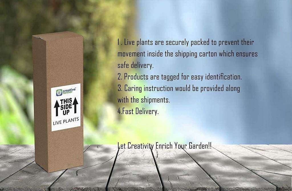 Creative Farmer Shami - Plant (Vanni Maram) Flowering Plants For Small Gardens Lucky (Healthy Live Plant) 6