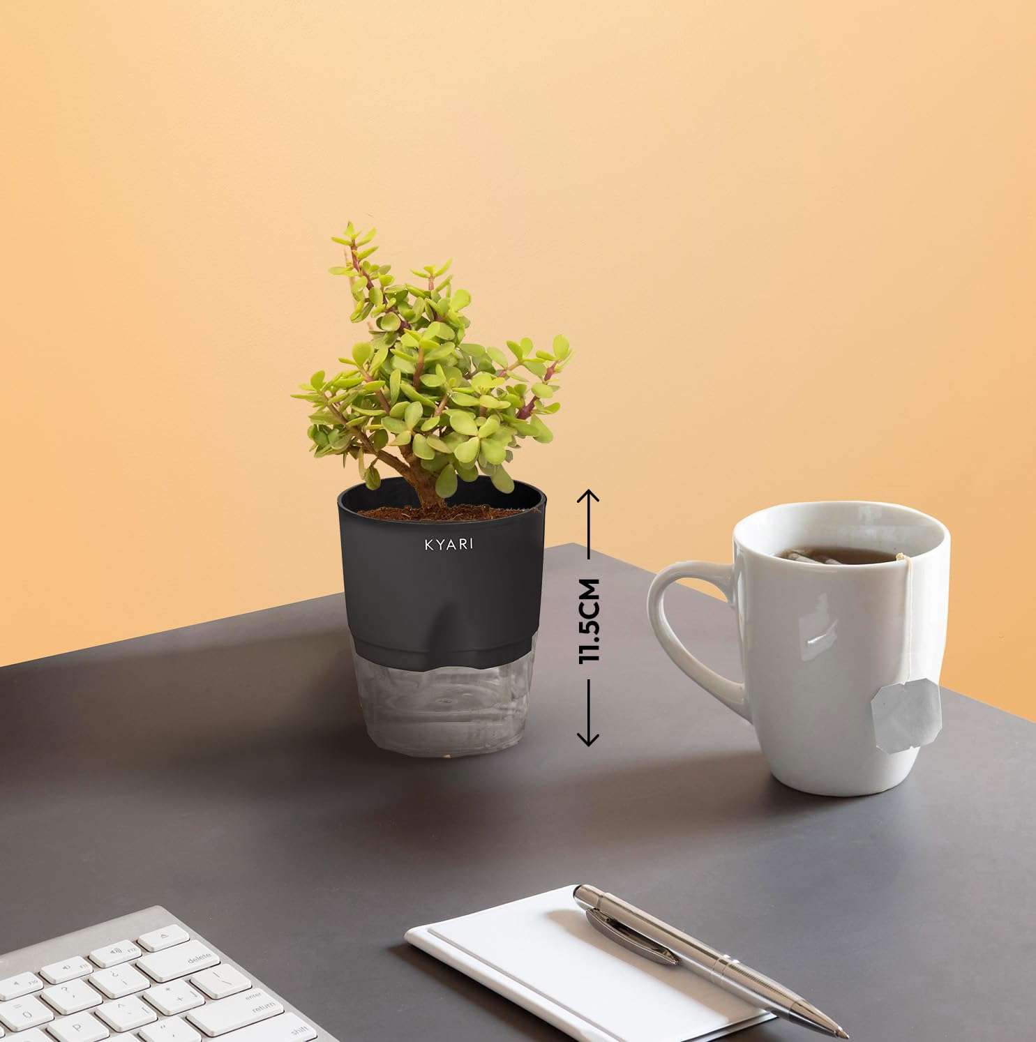 KYARI Areca Palm-Jade Combo of 2 Indoor Plants for Living Room | Live Plants | Plants with White Pot for Home Air purifier plants | Plants for Home Decor | Plants for garden 6