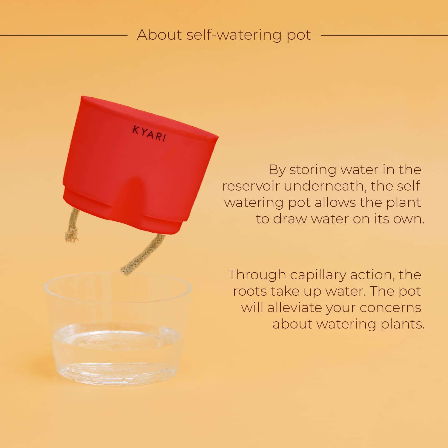 KYARI Syngonium Pink Indoor Plants for Living Room | Live Plants | Plants with Red Pot for Home | Air purifier plants | Plants for Home Decor | Plants for garden | Indoor Plants for bedroom 5