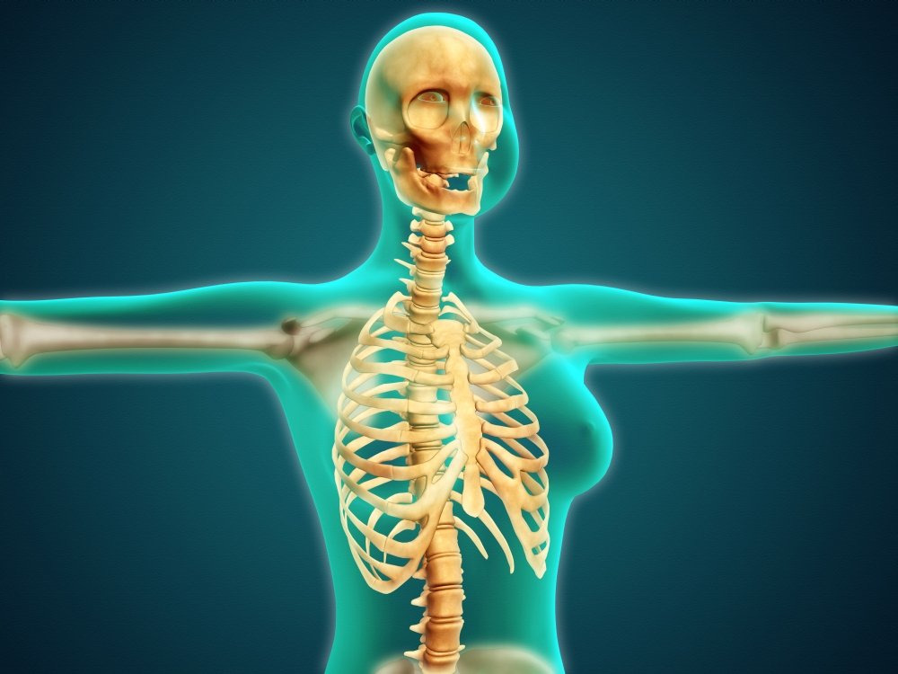 Posterazzi X-ray view of female upper body showing rib cage spine and skull Poster Print, (16 x 12)