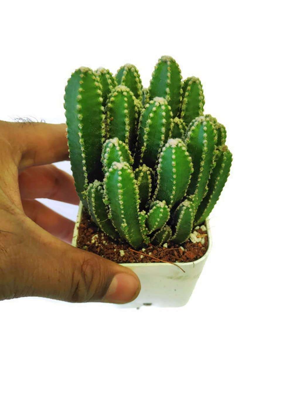 Creative Farmer Good Indoor Small Cactus Cereus ‘Florida’(Fairy Castle), 5.5 Cm Pot Artificial Plant With (Balcony Healthy Live Plant) 5