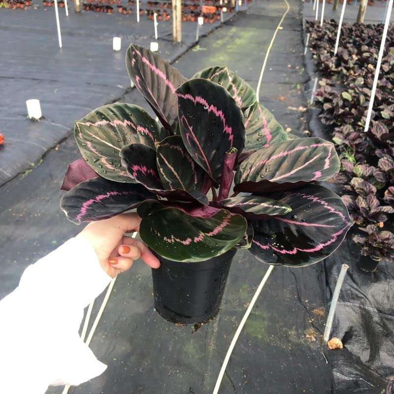 Pedpoudhe Calathea Dottie