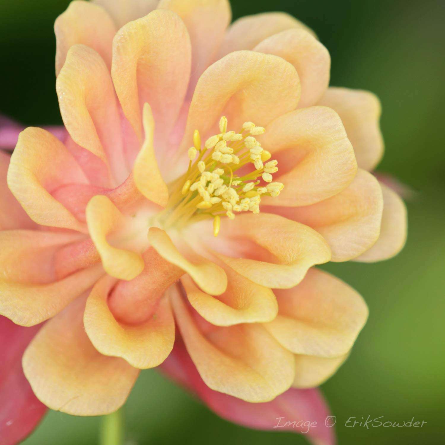 Nissin MF18 for Canon Macro Ring Flash - TTL Flash with Soft Diffuse Light and Precise Control for Professional Macro Photography, 1/1 to 1/1024 Power, User Friendly Controls 4