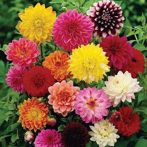 E Garden Indian Gardening Dahlia Mixed Colours Flower Seed -10 Seeds 1