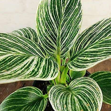 ExoticRarePlants VEINED PHILODENDRON Birkin (White) 2