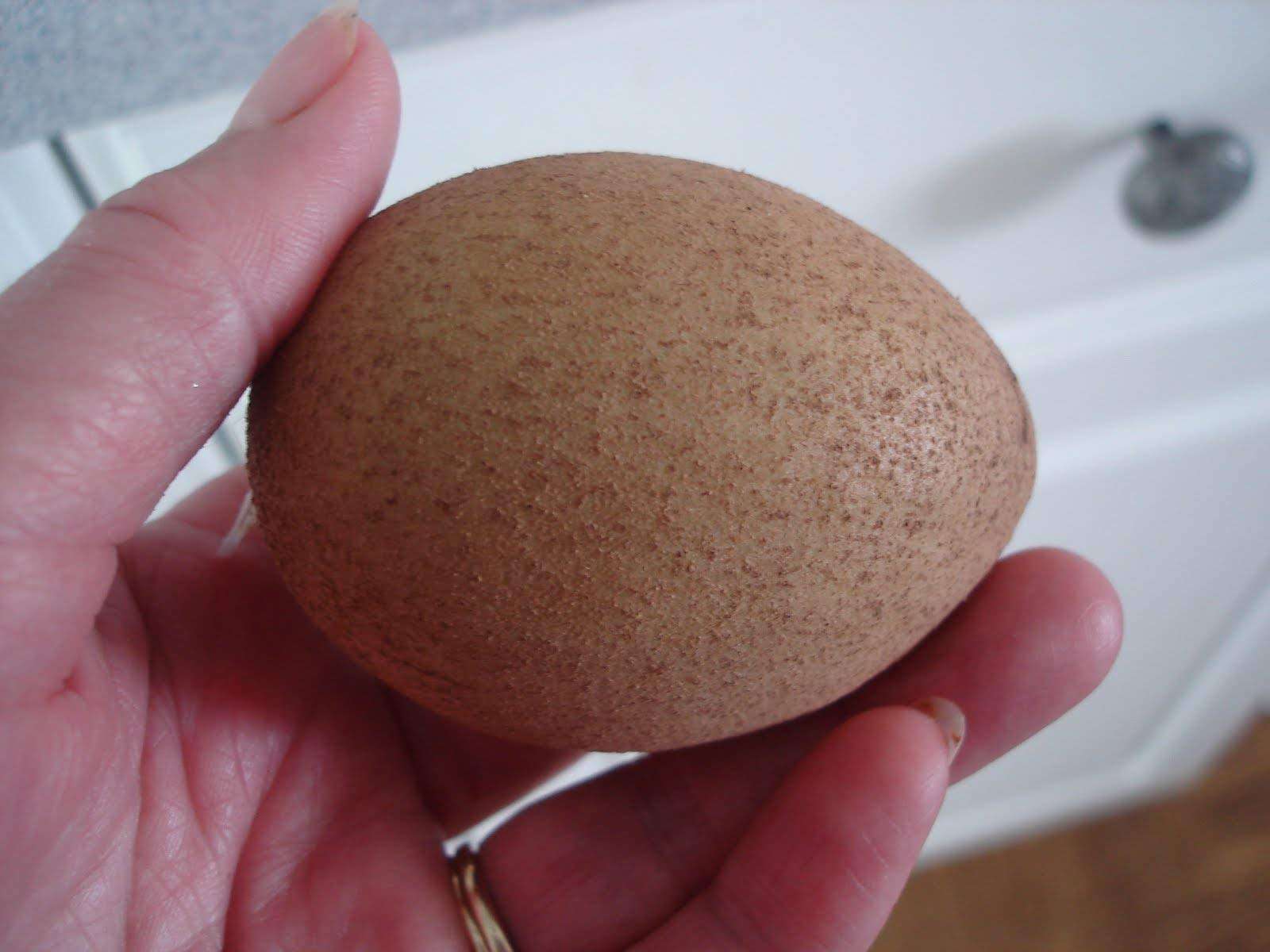 Creative Farmer Live Exotic Fruit Plant Sapota Chiku (Sapodilla) Chikoo Sweet Balcony Garden Plant(1 Healthy Live Plant) 4