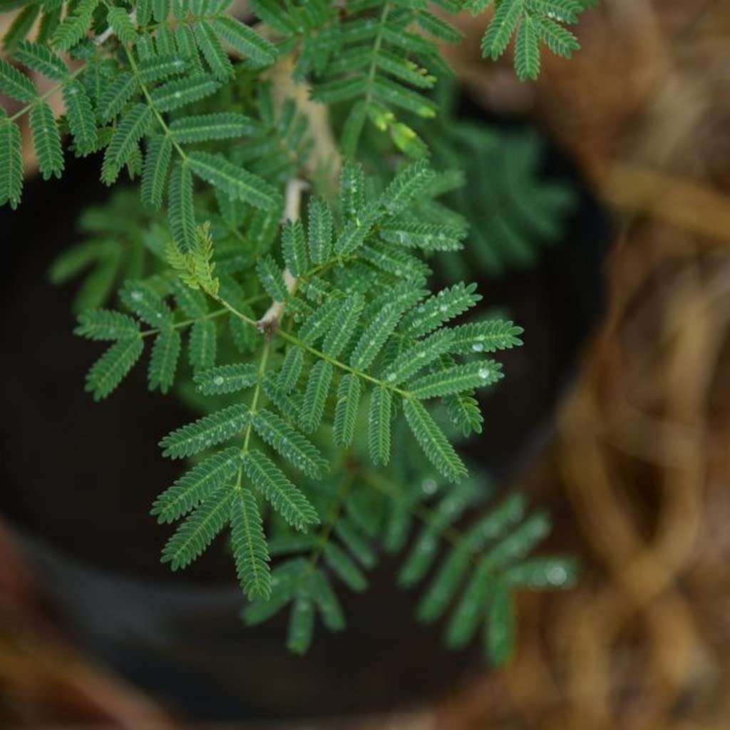 Creative Farmer Shami - Plant (Vanni Maram) Flowering Plants For Small Gardens Lucky (Healthy Live Plant) 3