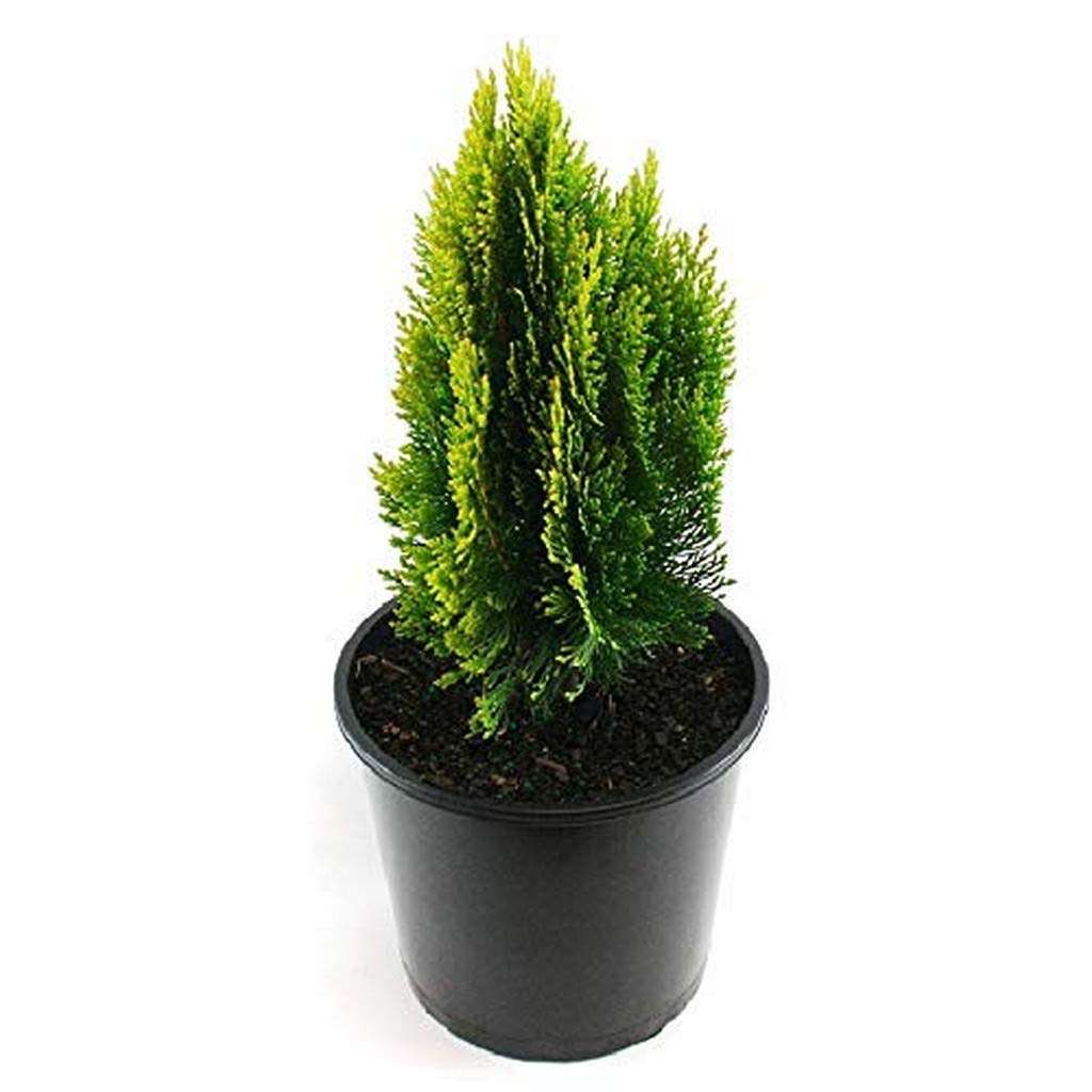 Creative Farmer Live Plant Thuja (Mor Pankh) Ornamental Occidentalis Indoor (1 Live …Garden Plant)