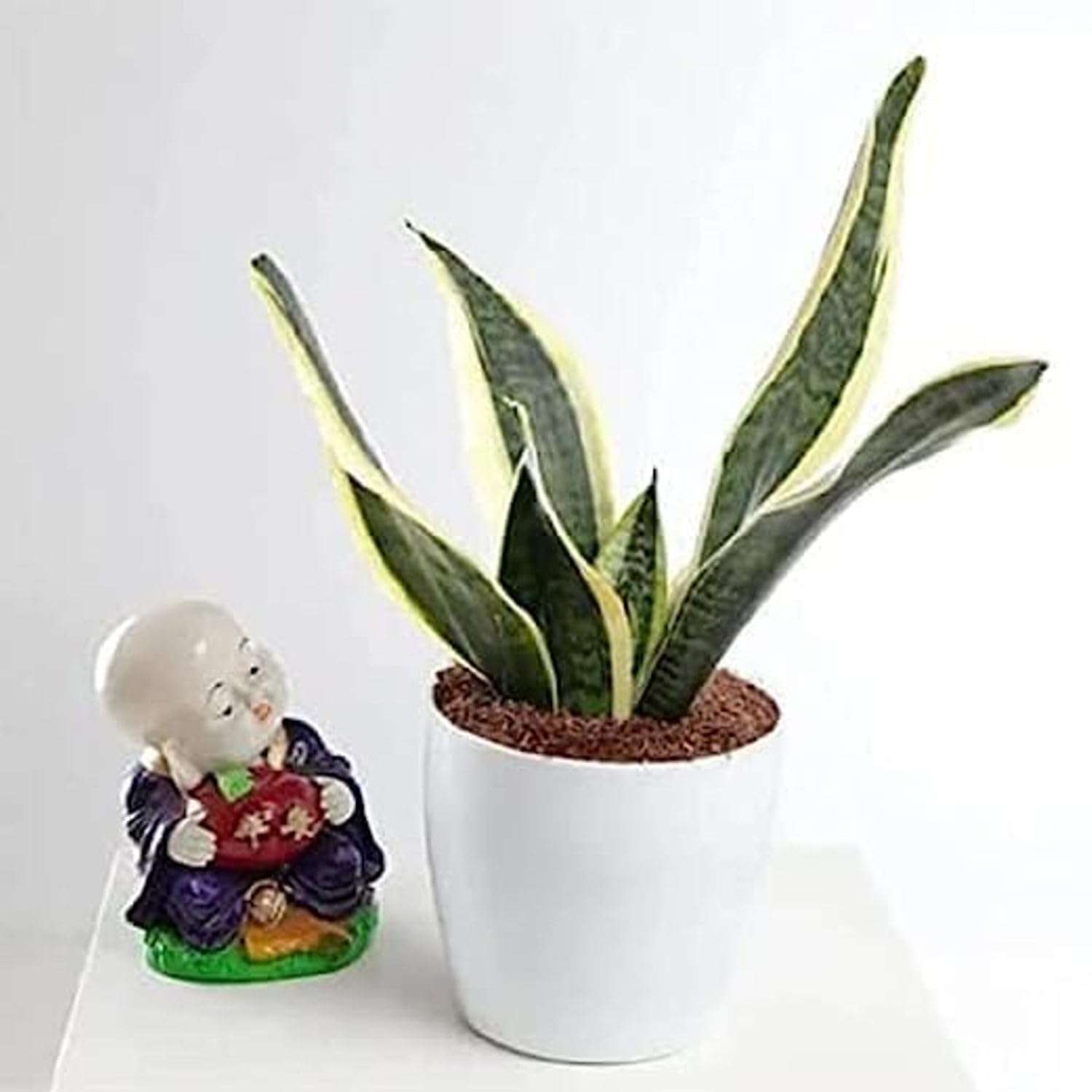 SEEDTREES Snake Plant | Good Luck Snake Plant | Snake plant indoor live plant| Snake plant with pot | Office Desk Balcony | indoor plants for living room | indoor plant | snake plan bedroom 3