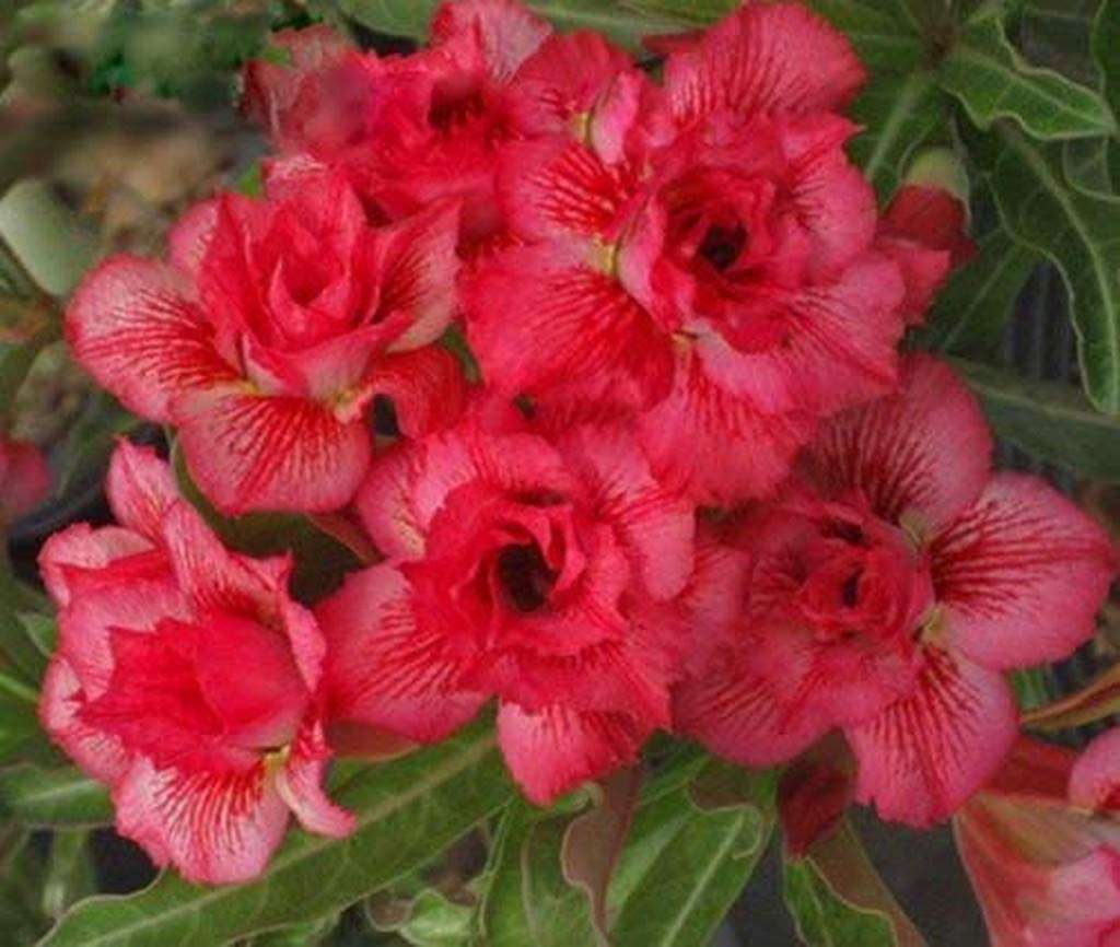 OhhSome Bonsai Live Plant Desert Rose Adenium Obesum Double Tongake Seedling Garden Exotic Rare (1 Live Bonsai Plant) 1