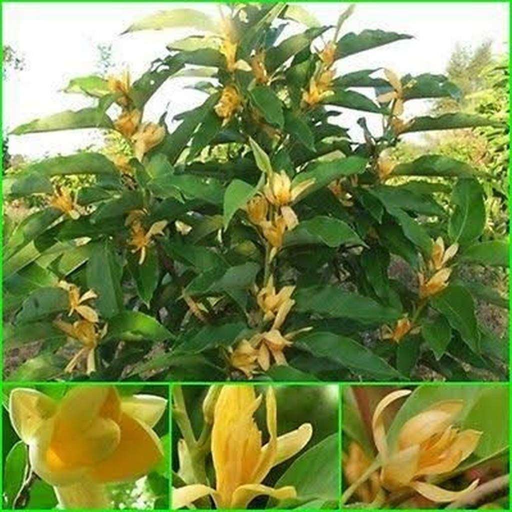 OhhSome Exotic Flowering Live Michelia Champaca Golden/Yellow/Orange/Fragrant Famous Plant Outdoor Plants Garden Plant(1 Healthy Live Plant) 1