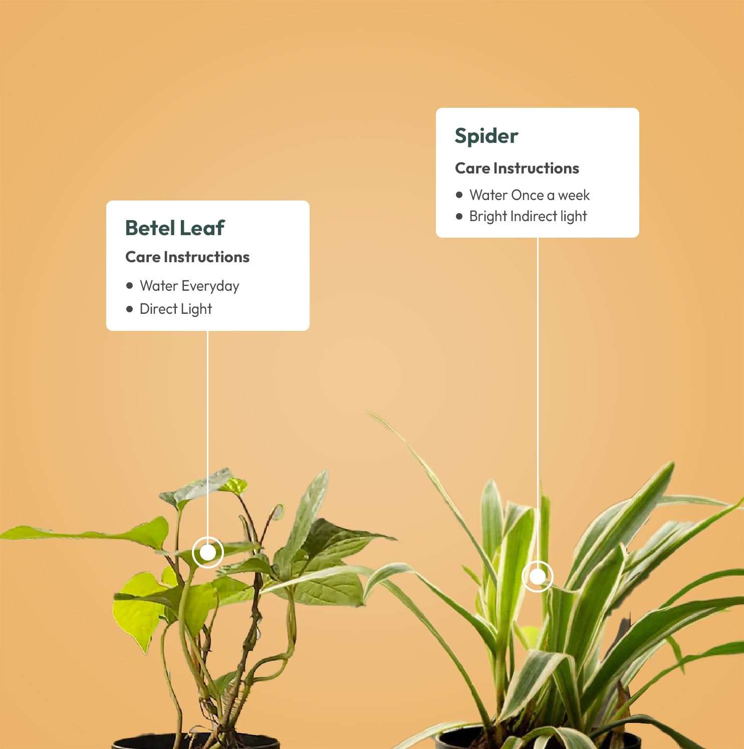 KYARI Betel Leaf-Spider Combo of 2 Indoor Plants for Living Room | Live Plants | Plants with Grey Pot for Home Air purifier plants | Plants for Home Decor | Plants for garden 4