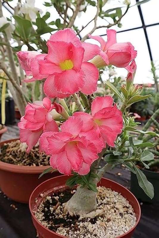 Adenium Plant live Combo Without Pot Bosnai Multi Petal Desert Rose (Set of 5 Plants) | (Combo) | BSWS_06 3
