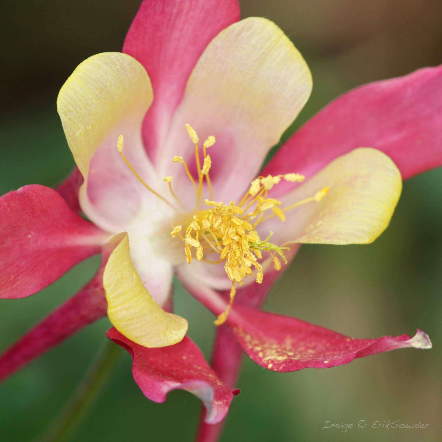 Nissin MF18 for Canon Macro Ring Flash - TTL Flash with Soft Diffuse Light and Precise Control for Professional Macro Photography, 1/1 to 1/1024 Power, User Friendly Controls 5