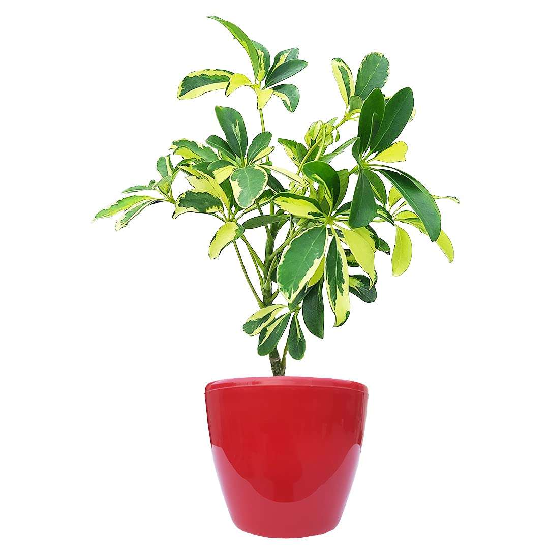 HN Organics Schefflera Variegated Plant with Pot (Red Pot) 1