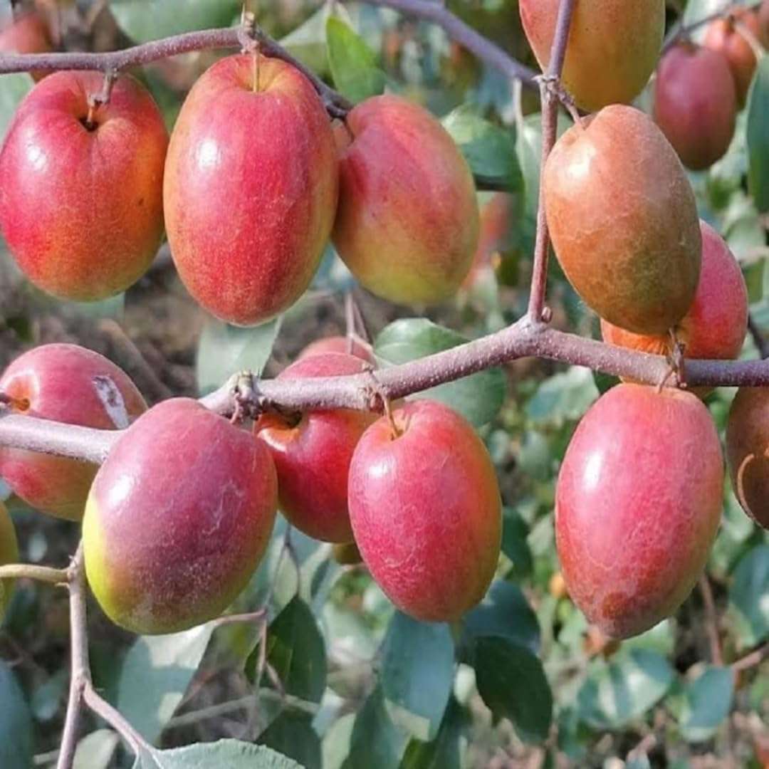 Nursery Live Rare Apple Ber Fruit/Jujube Fruit (" Red Sundari, Grafted Hybrid) Exotic 1 Live Fruit Plant 2