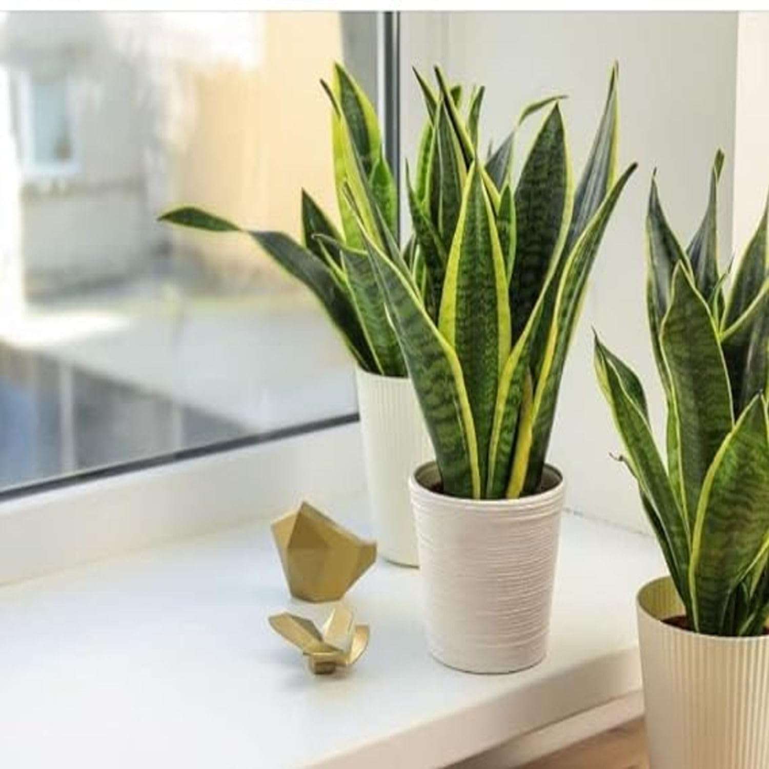 SEEDTREES Snake Plant | Good Luck Snake Plant | Snake plant indoor live plant| Snake plant with pot | Office Desk Balcony | indoor plants for living room | indoor plant | snake plan bedroom 5