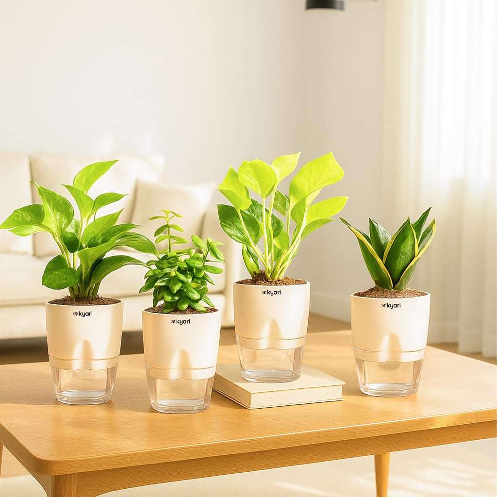 KYARI Combo of 4 Money Variegated, Golden Money, Golden Snake & Jade Plants for Home Decor with Cream Self Watering Pot - Small 4 inch 1