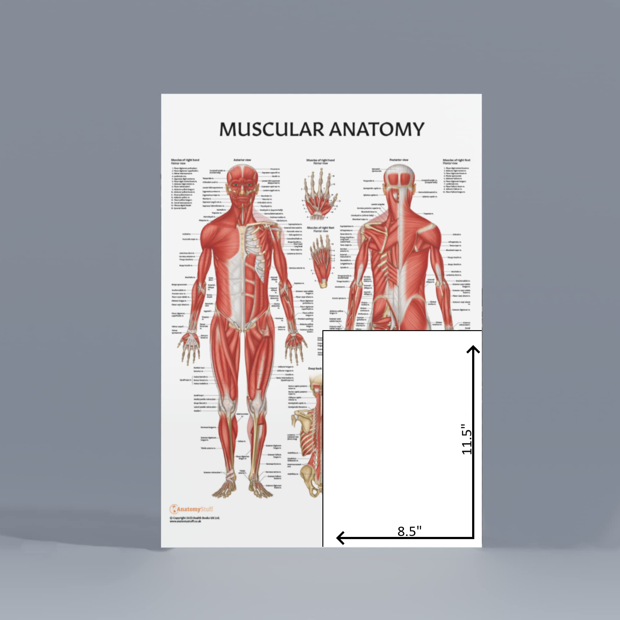 Anatomy Lab Muscular System Anatomical Chart, LAMINATED, 17.3 x 22.5 Inches, Muscles Diagram, Medical Posters, Muscular System Poster, Human Anatomy Poster 5