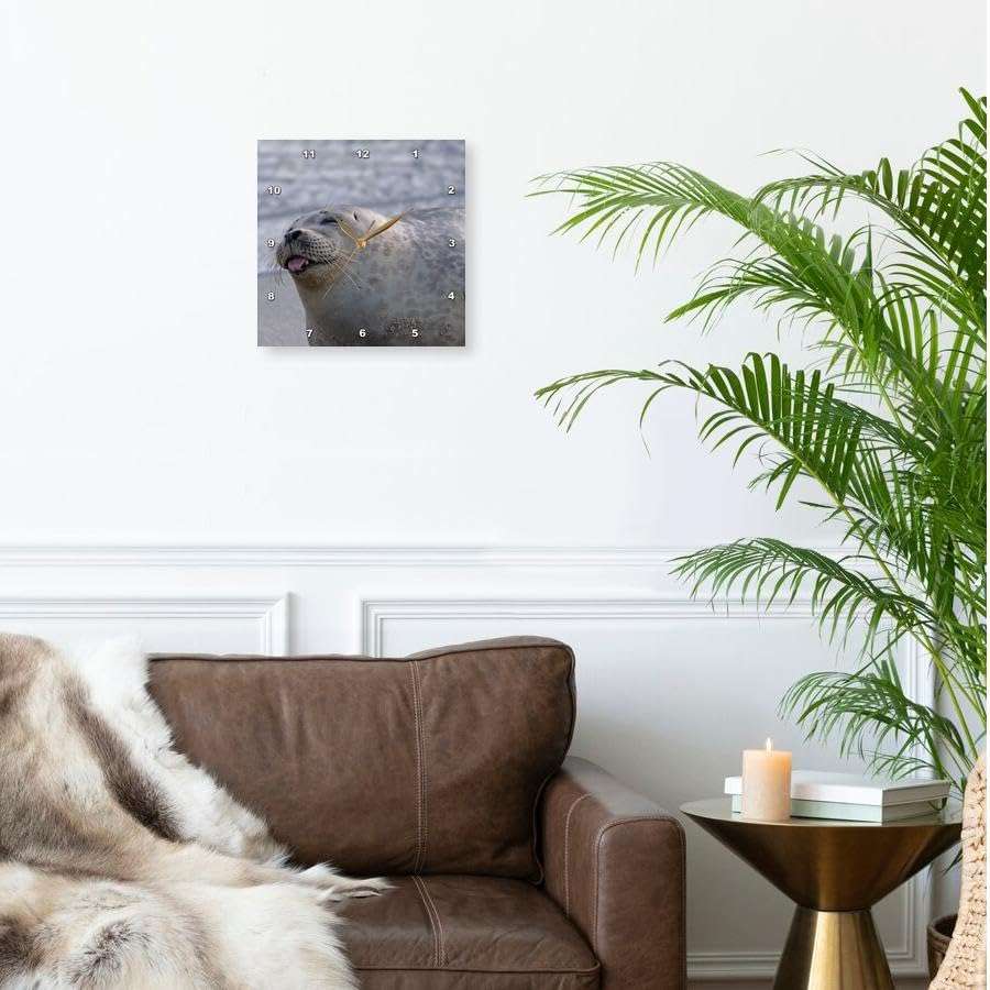 3dRose DPP_88183_1 USA, California, San Diego, Harbor Seal - US05 BJA0168 - Jaynes Gallery - Wall Clock, 10 by 10-Inch 2