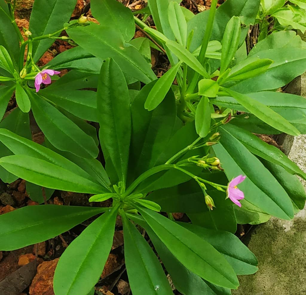 OhhSome Sambar Cheera Parippu Cheera Leaves For Culinary Dishes (Healthy Live Plant)