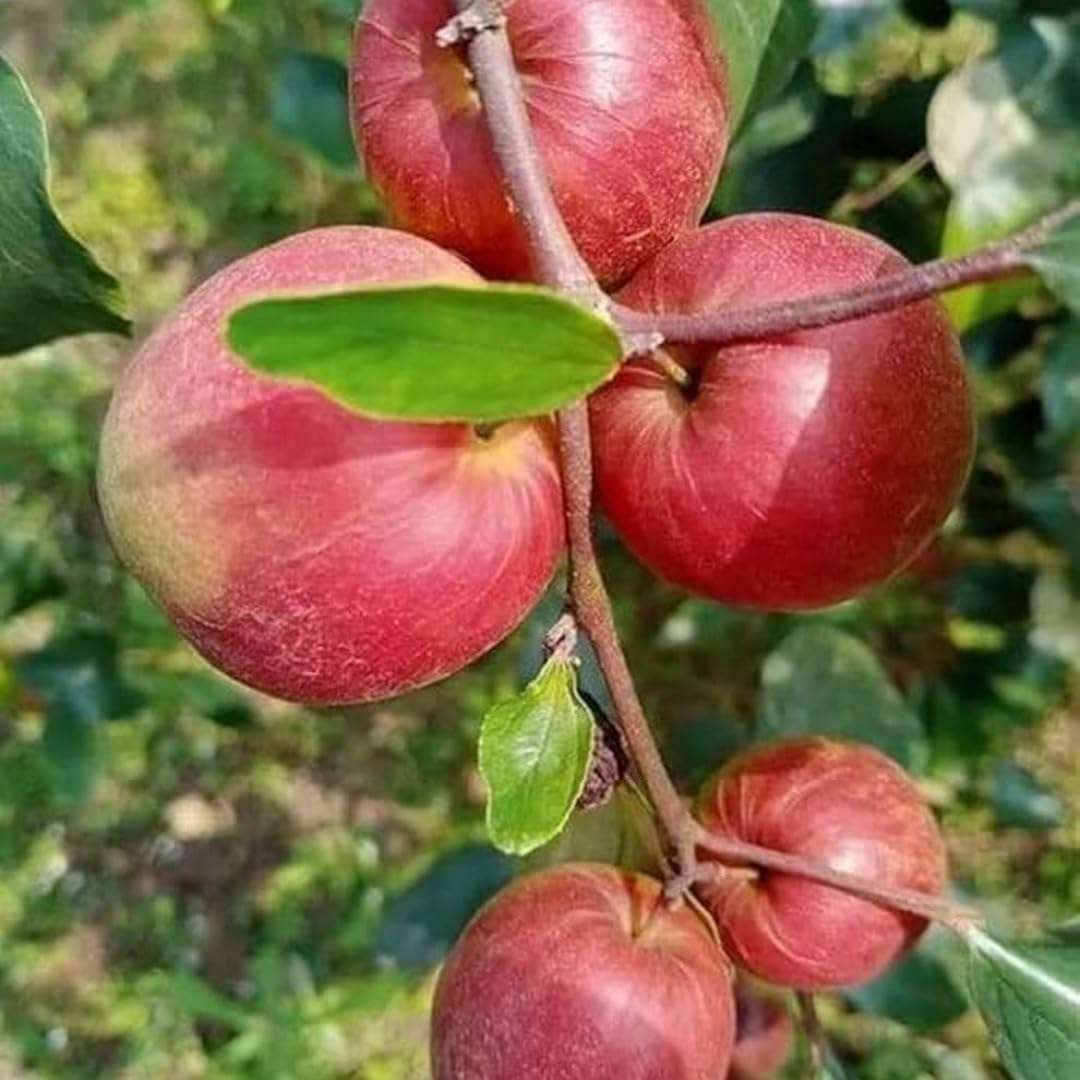 Nursery Live Rare Apple Ber Fruit/Jujube Fruit (" Kashmiri, Grafted Hybrid) Exotic 1 Live Fruit Plant 1