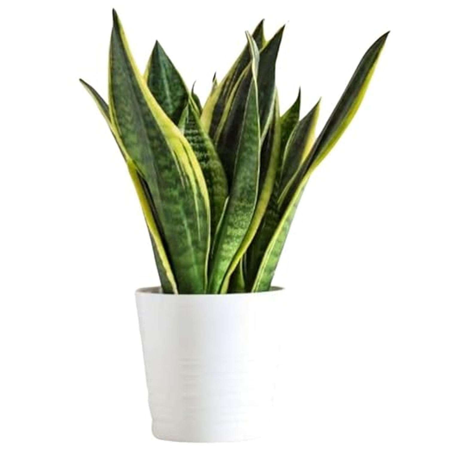 SEEDTREES Snake Plant | Good Luck Snake Plant | Snake plant indoor live plant| Snake plant with pot | Office Desk Balcony | indoor plants for living room | indoor plant | snake plan bedroom 1