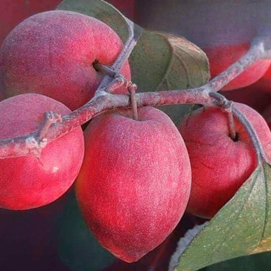 Nursery Live Rare Apple Ber Fruit/Jujube Fruit (" Red Sundari, Grafted Hybrid) Exotic 1 Live Fruit Plant 1