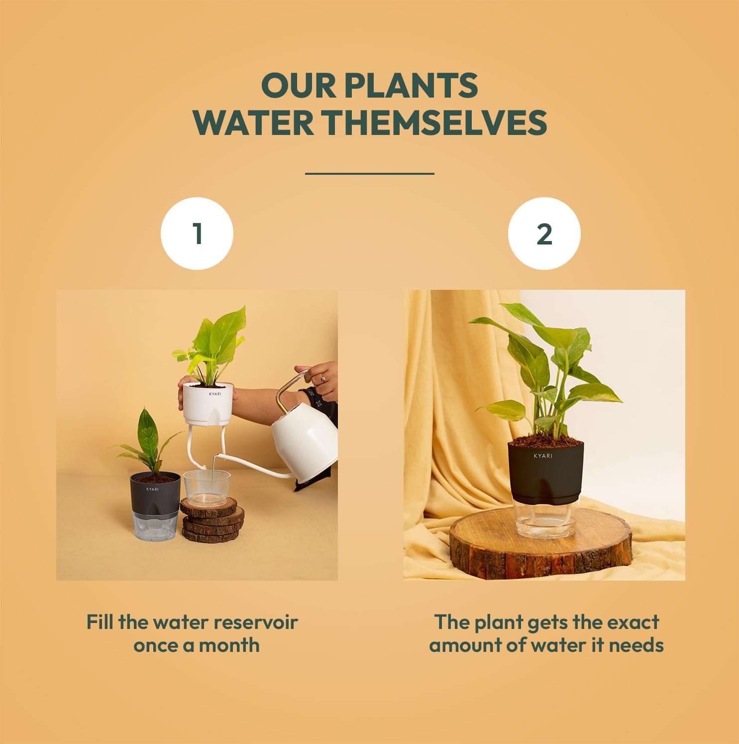 KYARI Areca Palm-Jade Combo of 2 Indoor Plants for Living Room | Live Plants | Plants with White Pot for Home Air purifier plants | Plants for Home Decor | Plants for garden 5