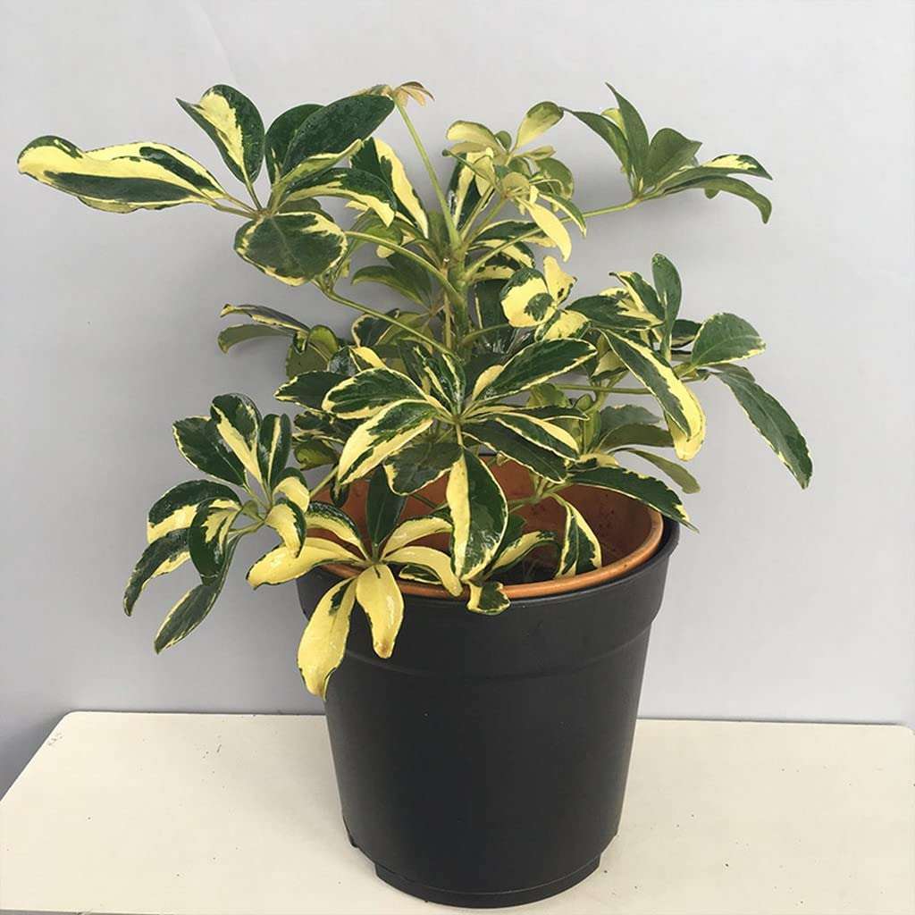 OhhSome Variegated Schefflera (Schefflera Arboricola) Indoor Plants For Entryway Healthy Live (Healthy Live Plant) 1