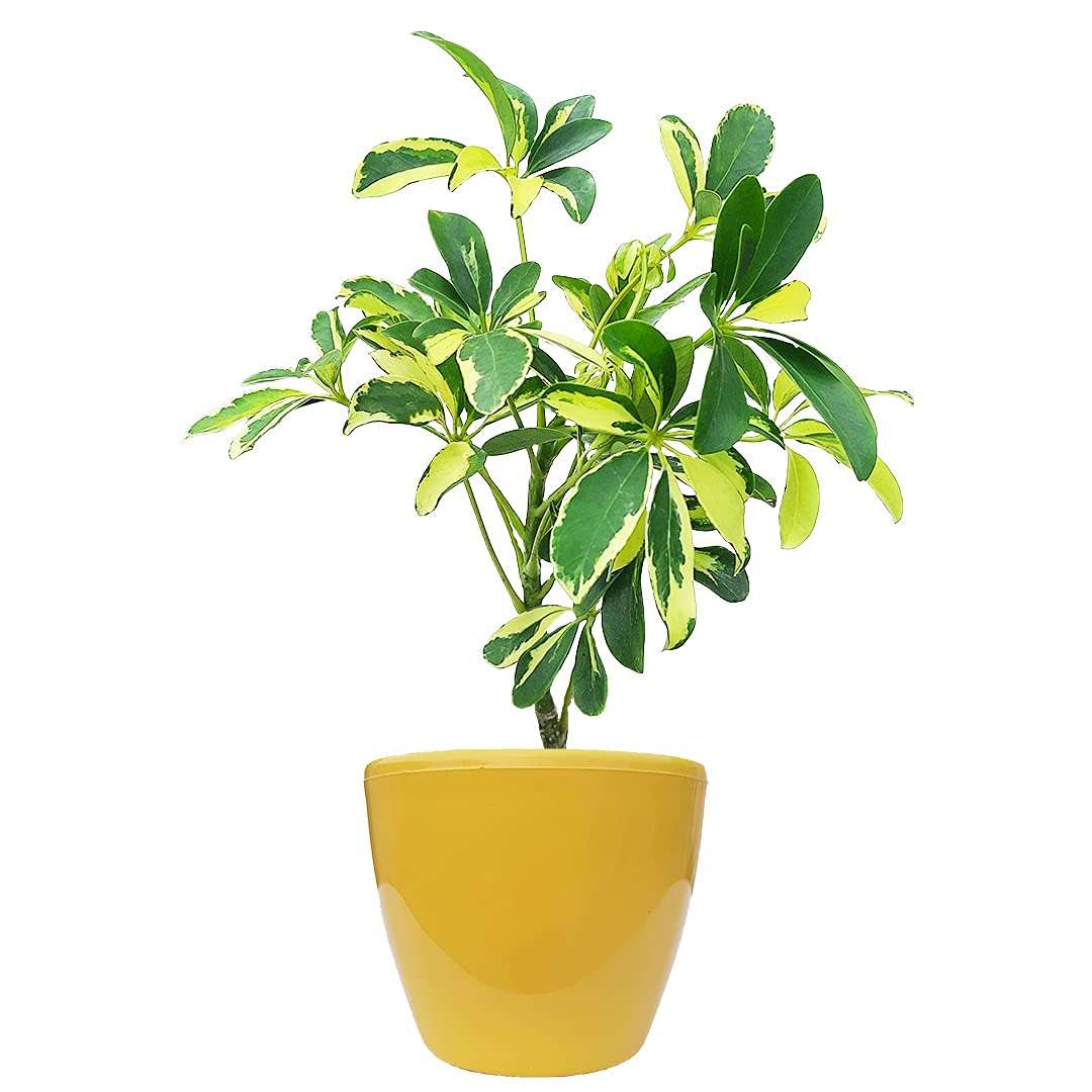 HN Organics Schefflera Variegated Plant with Pot (Terracota Pot) 4