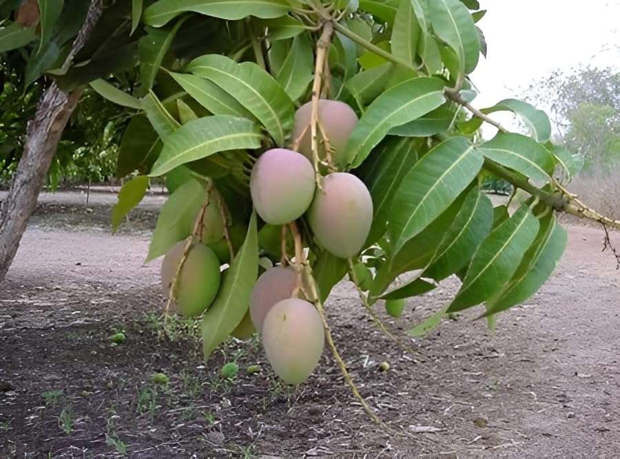 Green view Ambika Mango " Hybrid Healthy Mango Fruit Plant (Grafted Plant, 1.5-2 Feet Height) Live Plant for Home Garden 6